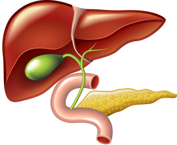 The biliary system comprises the liver, gallbladder, and bile ducts, vital for digestion and waste elimination