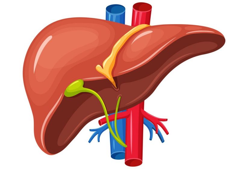 The liver, a vital organ, performs crucial functions like production of bile for digestion.