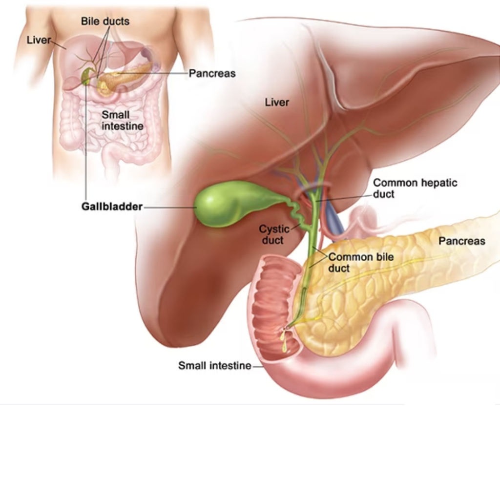 Pancreas treatment in pcmc